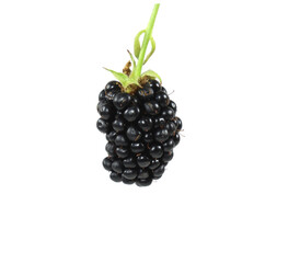 Ripe blackberry hanging on a green stem with transparent background