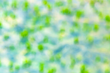 Naklejka premium This photo was taken from natural grass growing on the water surface in Myanmar. The photo is out of focus, blurring the background and giving it beautiful, modern colors.