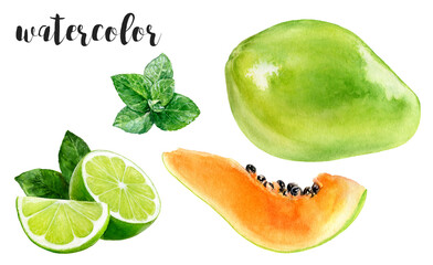 Hand-Painted Watercolor Papaya, Mint, and Lime Botanical Illustration Isolated on White