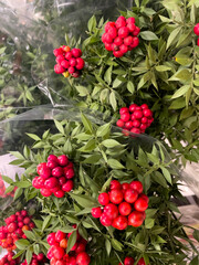 Bright red berries on green foliage wrapped in clear plastic, suitable for floral arrangements, displayed in a market, versatile for holiday decor, Christmas promotions, or eco-friendly branding.