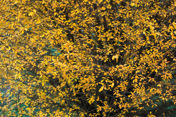 A tree with yellow leaves is the main focus of the image