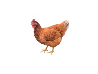 ISA Brown hen isolated on white background. Rhode Island Red. Lohmann Brown. Free range chicken. Animal concept