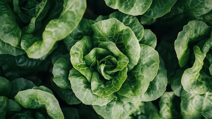 Obraz premium Lush green lettuce leaves in vibrant garden setting