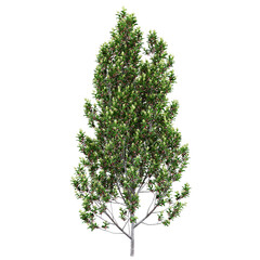 Free PNG 3d illustration of Pittosporum-tenuifolium tree frontal isolated transparent background perfectly cutout high resolution	