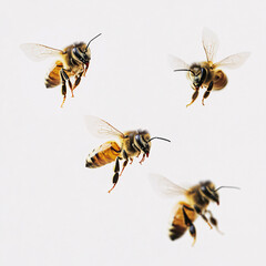 Bee isolated on white background. Macro shot of honey bee, Apis mellifera
