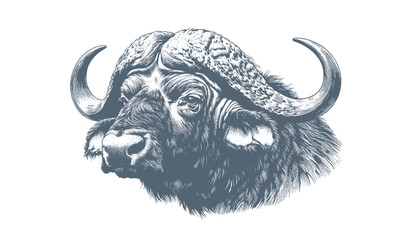 Naklejka premium Buffalo Vector