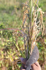 Indian farmer cutting rice plants with a sickle. Hand of indian farmers. Farmers paddy harvesting using a serrated sickle. Agriculture activity. Rice farming at harvest time.
