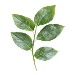 Obraz premium Realistic fresh green mint leaves isolated on on transparent background, PNG cutout photo