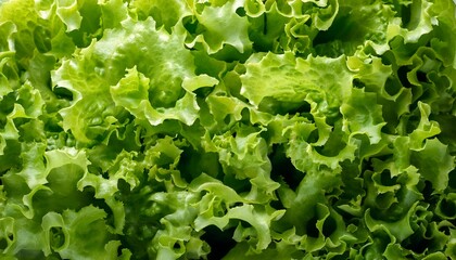 A detailed view of fresh green lettuce leaves, highlighting their crisp textures and vibrant green colors, perfect for healthy food, salad ingredients, or vegetable concepts.Texture, background 