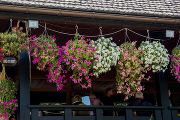 flowers in a garden