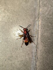 Polistes Canadensis or red paper wasp or tawon merah on the floor, is a species of wasp that often nests in the ceilings of houses in Indonesia, it is not dangerous