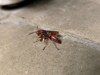 Polistes Canadensis or red paper wasp or tawon merah on the floor, is a species of wasp that often nests in the ceilings of houses in Indonesia, it is not dangerous