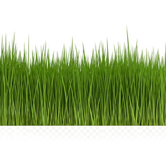 Obraz premium green grass png background, transparent image