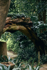 Natural tree arch in botanical garden. Path in forest, summer nature, green leaves. leaning tree trunk