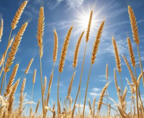 Fototapeta premium Golden wheat stalks stand tall amidst the blue sky on a bright and sunny day, summer landscape, crops