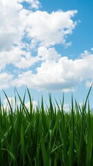 Obraz premium Grass under a blue sky with fluffy white clouds, scenic, nature, beauty