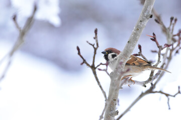 Eurasian tree sparrow, male, Passer montanus, perching on a apple branch in winter season. Romania Wildlife in Natural Habitat. 
