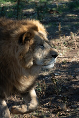 Lion Walking Forest Africa - A majestic lion walks through a forested area in Africa, showcasing the wild beauty of the continent.