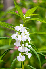 Beautiful flowers in Burma Impatiens balsamina, commonly known as balsam or garden balsam, are colorful.