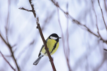 Naklejka premium Great Tit, Parus Major Perching on a Tree Branch in Winter Time. Great tit perching on a snowy tree branch. 