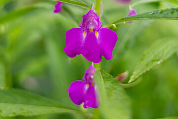 Beautiful flowers in Burma Impatiens balsamina, commonly known as balsam or garden balsam, are colorful.