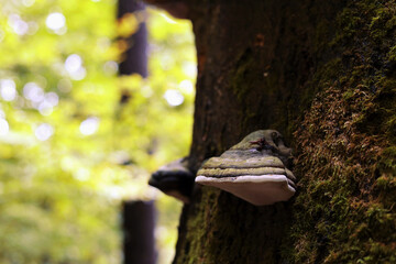 Mystic polypore mushrooms on the old tree, yellow foliage, autumn mood
