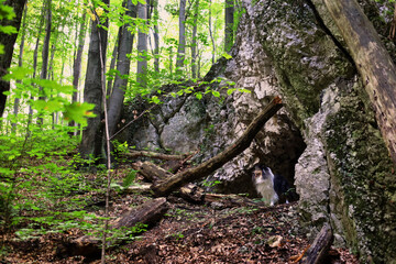 Adorable rough collie dog in the white limestone cave, forest in the background