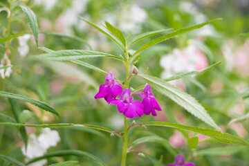Beautiful flowers in Burma Impatiens balsamina, commonly known as balsam or garden balsam, are...