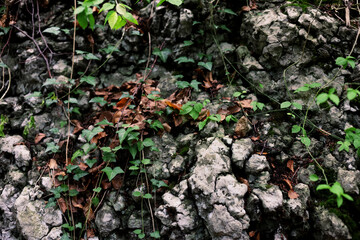 Cracked limestone surface with ivy and dried leaves on it
