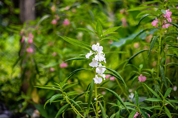 Beautiful flowers in Burma Impatiens balsamina, commonly known as balsam or garden balsam, are colorful.