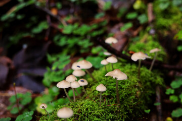 Little, beige mushrooms on the mossy, wet tree trunk