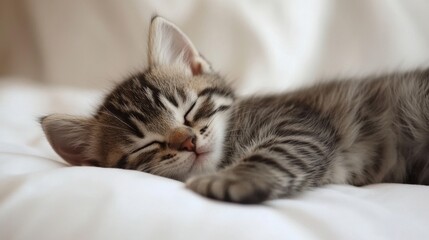 Adorable tabby kitten peacefully sleeping on a white bed. Perfect for websites, blogs, or projects about pets, comfort, or relaxation.