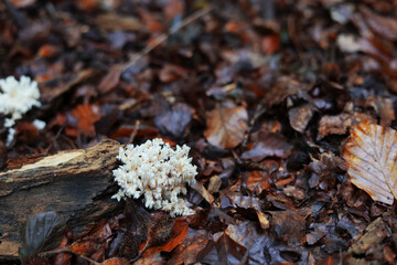 Cauliflower white fungus on the colorful autumn foliage