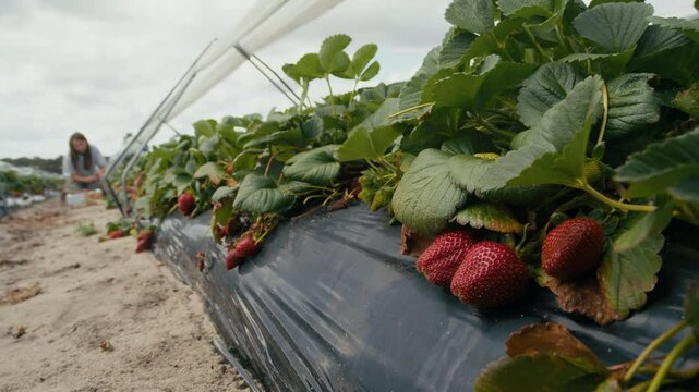 Close-up of lush strawberry plants stretch across a field, with ripe berries peeking out from beneath leaves while harvesters work nearby.