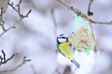 Blue tit winter feeding. Eurasian Blue Tit, Cyanistes caeruleus, Feeding with Fat Ball in Winter. Blue tit hanging from the fat ball net feeder. 