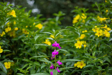 Beautiful flowers in Burma Impatiens balsamina, commonly known as balsam or garden balsam, are...