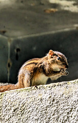 Squirrel