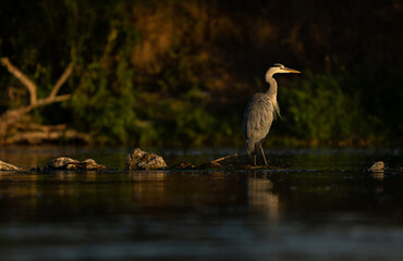 Héron à l'heure doré du lever de soleil 