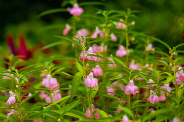 Beautiful flowers in Burma Impatiens balsamina, commonly known as balsam or garden balsam, are colorful.