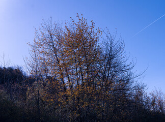 Autumn trees in the forest at daylight.