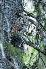 A cute Boreal owl perched on a Spruce branch in an old-growth forest in Riisitunturi National Park, Northern Finland