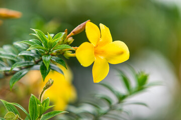 The yellow bell flower in Burma, Allamanda cathartica or Golden Trumpet Flower, is a beautiful golden yellow flower with bright green leaves.