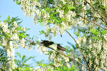 Adult Common Starling Feeds its Young, Perched on a Branch Laden with Acacia Flowers. Beautiful spring backdrop. Sturnus vulgaris 