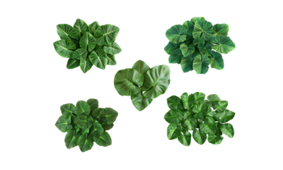 Top view of Alocasia indoor plant with large leaves, white background.