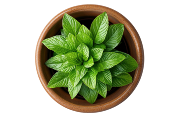 Fresh mint plant thriving in a terracotta pot indoors during daylight hours