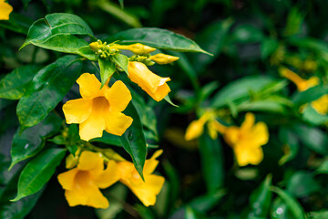 Obraz premium The yellow bell flower in Burma, Allamanda cathartica or Golden Trumpet Flower, is a beautiful golden yellow flower with bright green leaves.