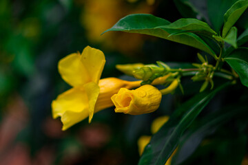 Fototapeta premium The yellow bell flower in Burma, Allamanda cathartica or Golden Trumpet Flower, is a beautiful golden yellow flower with bright green leaves.