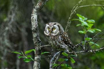 A small Boreal owl perched on a Birch and looking forward during a summer day in Riisitunturi...
