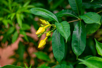 The yellow bell flower in Burma, Allamanda cathartica or Golden Trumpet Flower, is a beautiful golden yellow flower with bright green leaves.