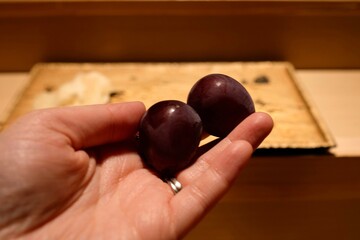 Two kyoho Japanese black grapes served as “dessert” at the end of an omakase lunch at Manten Sushi Marunouchi near Tokyo Station and the Imperial Palace - Chiyoda City, Tokyo